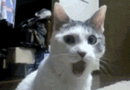 1721023511194.gif