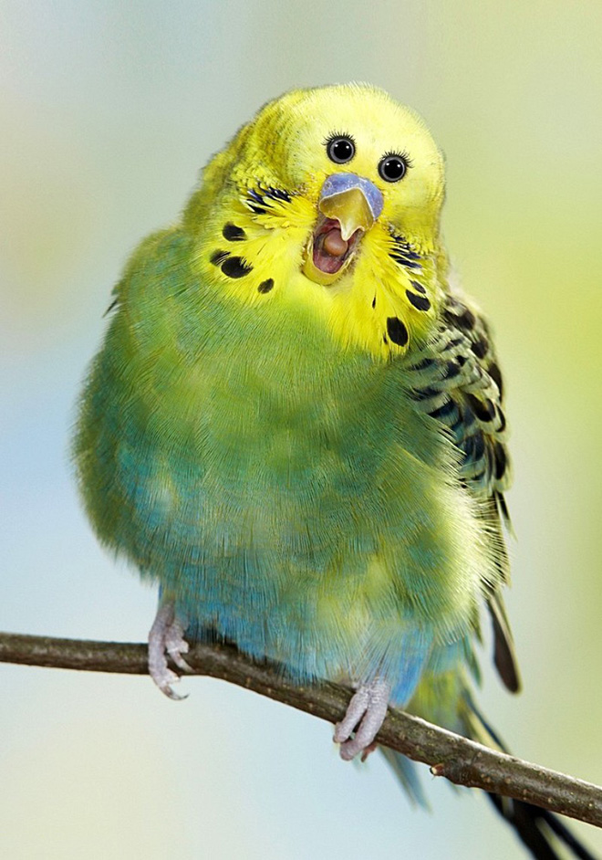 front-eyes20.jpg
