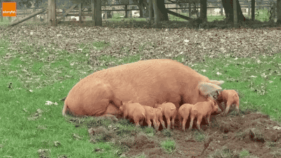 piggy.gif