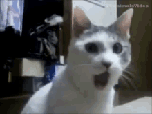 pog.gif