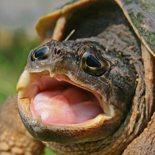 sad_turtle.jpg