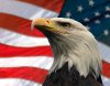 39153_funny_murica_murica_eagle_and_flag.jpg