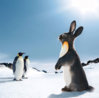 Funny-Rabbit-In-Penguin-Dress.jpg