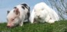 pig-and-bunny-2.jpg
