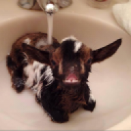 MoistGoat