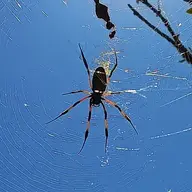 TheAmazingSpider36