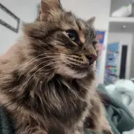 BigMeatyPawz