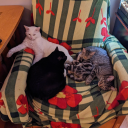 godemperorofcats