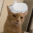 Bot_Matt