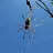TheAmazingSpider36