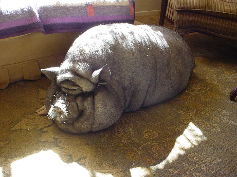 Толстая жизнь животных. Смешные свиньи.